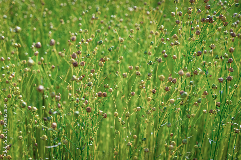 Capsules of common flax or linseed (Linum usitatissimum). Field. Capsules of common flax or linseed (Linum usitatissimum). Field.