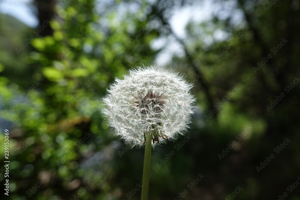 dandelion on background of green grass dandelion on background of green grass