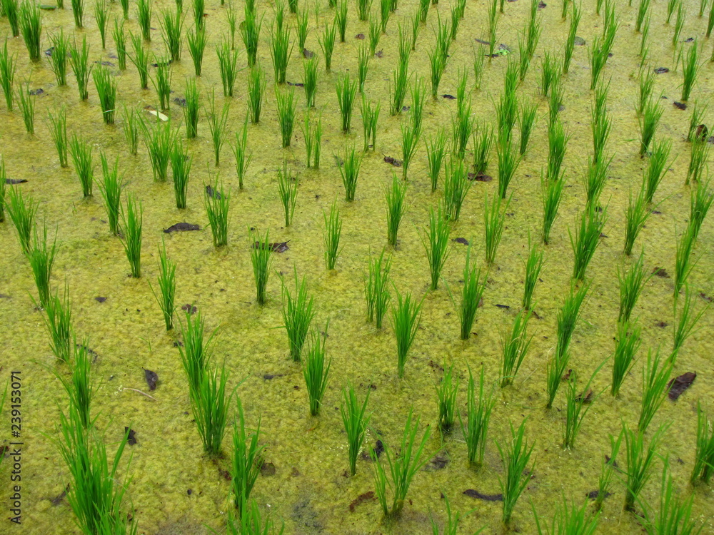 Rice field close up, Ubud, Bali,  indonesia