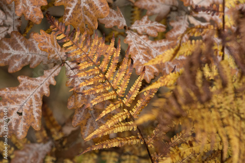 Golden fern in autumn © Jiri Dolezal