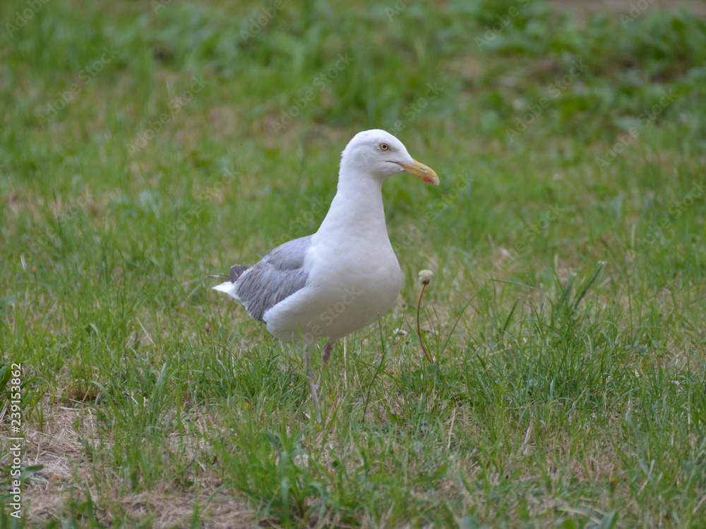 Fototapeta premium Goéland cendré .
