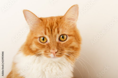 Ginger curious cat, sitting, isolated