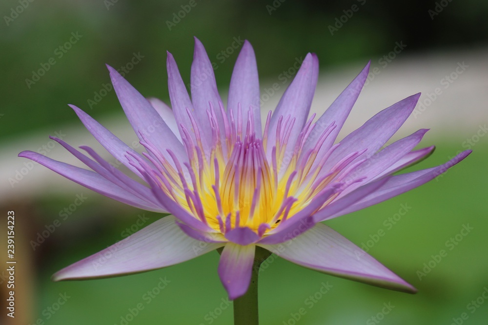 LOTUS flower, it is beautiful flower that Buddhist take to give monk with the faith, Thai people call DOK BUA. LOTUS flower, it is beautiful flower that Buddhist take to give monk with the faith, Thai people call DOK BUA.