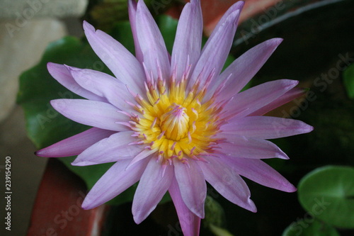 LOTUS flower   it is beautiful flower that Buddhist take to give monk with the faith   Thai people call DOK BUA.
