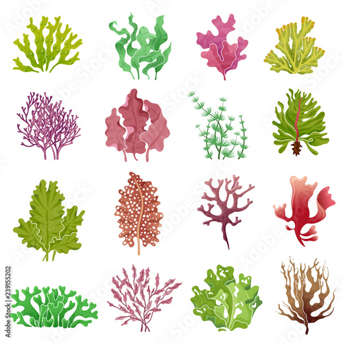 Seaweed set. Sea plants, ocean algae and aquarium kelp. Underwater seaweeds vector isolated collection