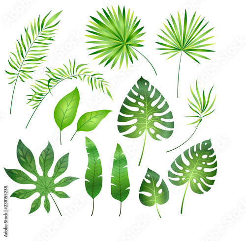 Tropical palm leaves. Jungle exotic leaf palm royal fern plumeria. Summer tropical paradise beach holiday, botanical set