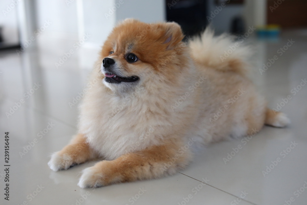 fluffy pomeranian dog cute pets happy in home fluffy pomeranian dog cute pets happy in home