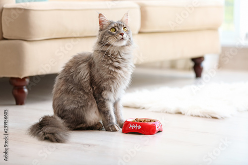 Adorable Maine Coon cat near bowl with food at home. Space for text