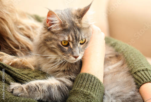 Fototapeta Naklejka Na Ścianę i Meble -  Woman with adorable Maine Coon cat at home, closeup
