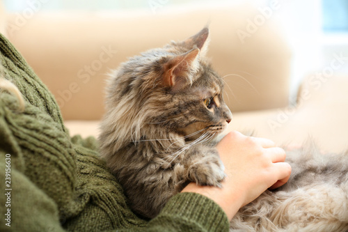 Fototapeta Naklejka Na Ścianę i Meble -  Woman with adorable Maine Coon cat at home, closeup