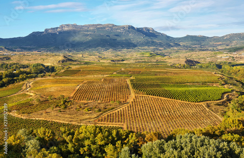 Landscape with vineyards at La Rioja, Spain © estivillml