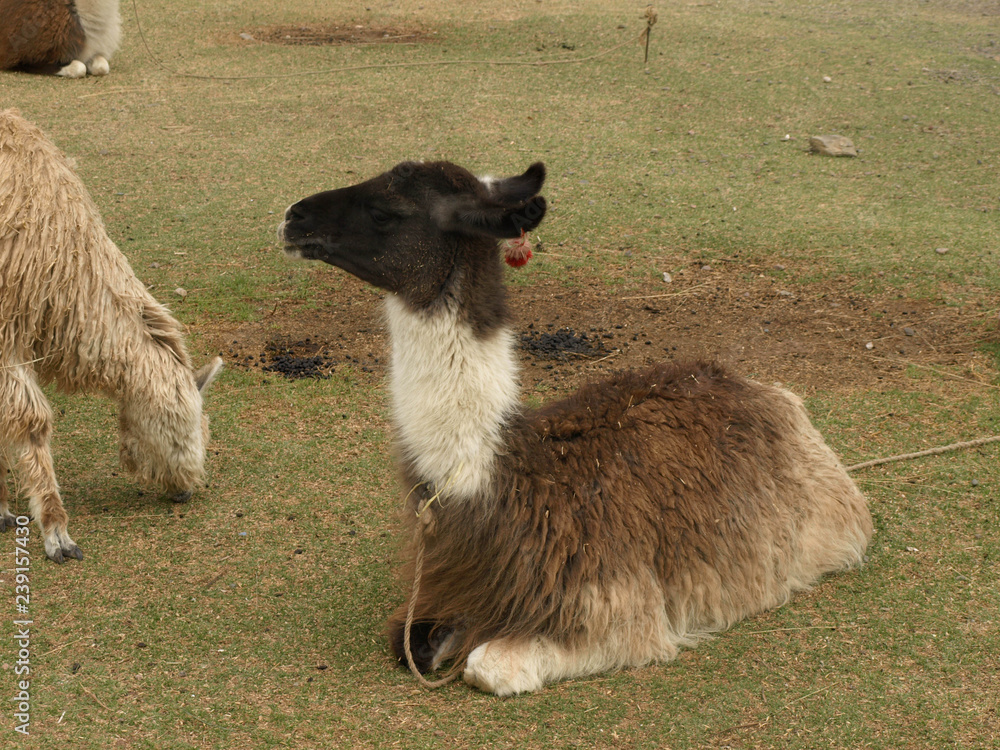 Fototapeta premium llama in Peru