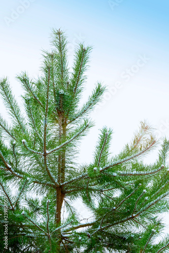 Snow on the branches of a pine.