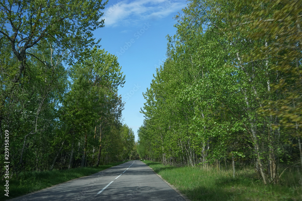 Landscape with the road to the Curonian spit, Kaliningrad region.