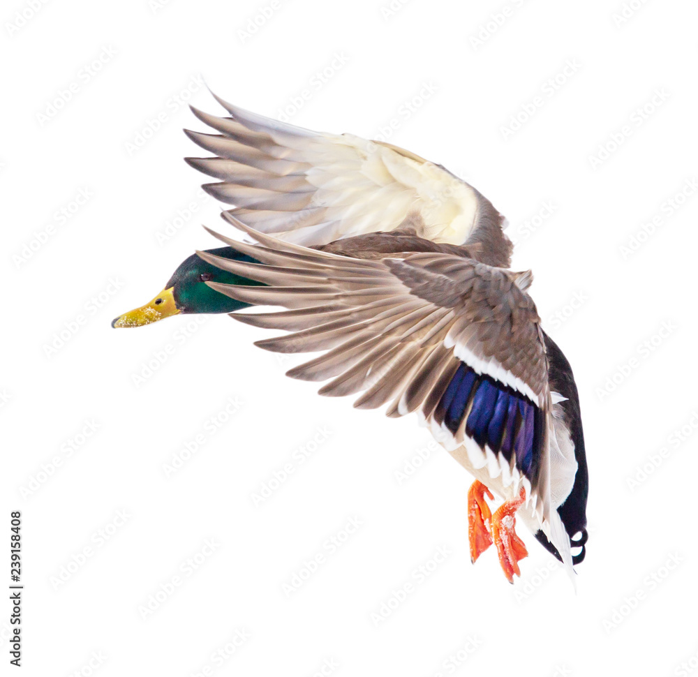 Obraz premium Duck in flight isolated on white background
