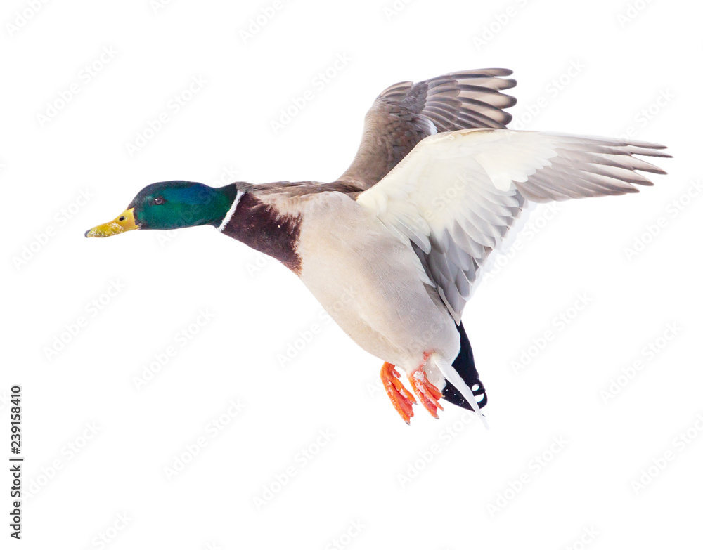 Duck in flight isolated on white background Duck in flight isolated on white background