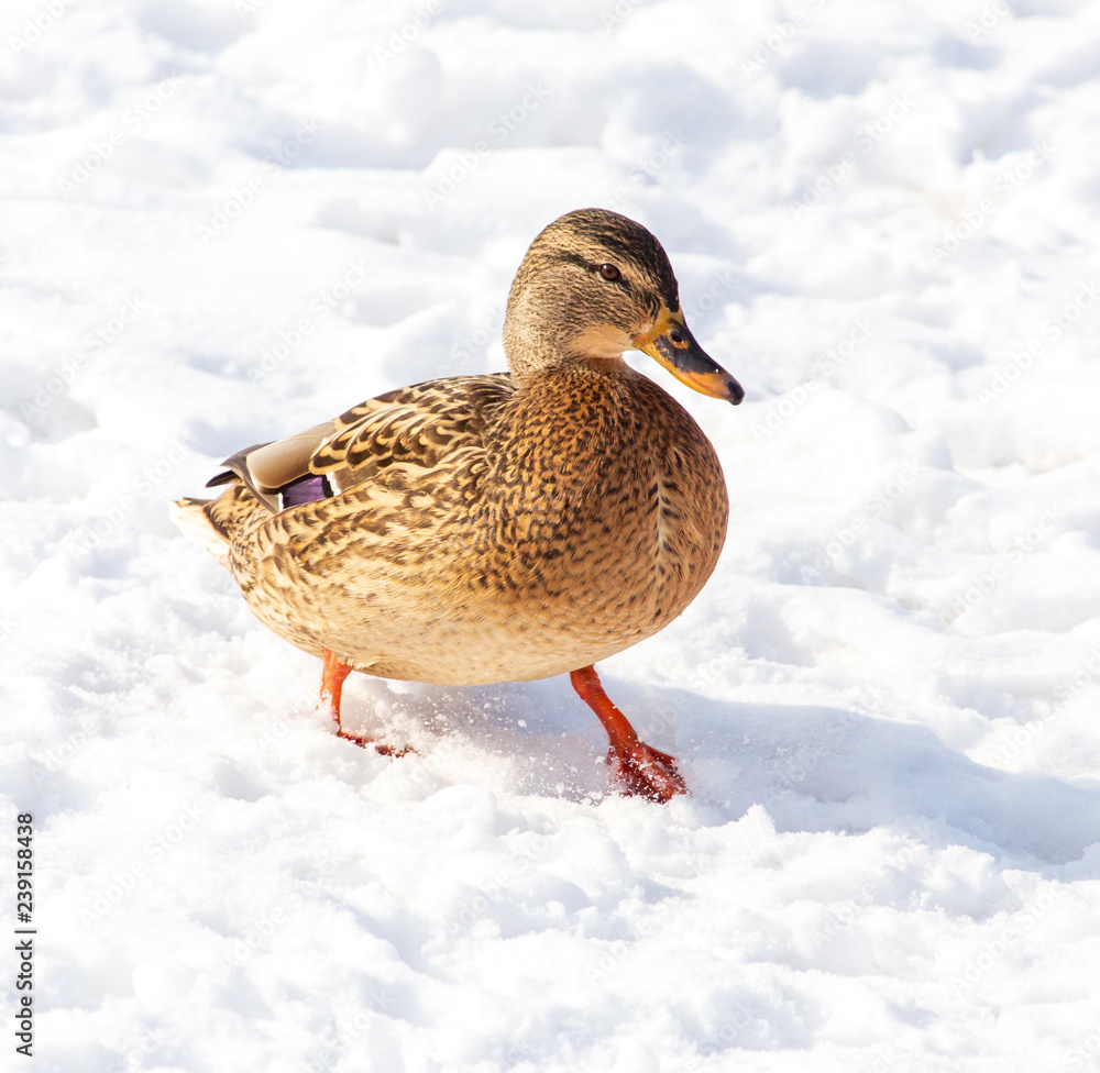 Duck on white snow in winter Duck on white snow in winter