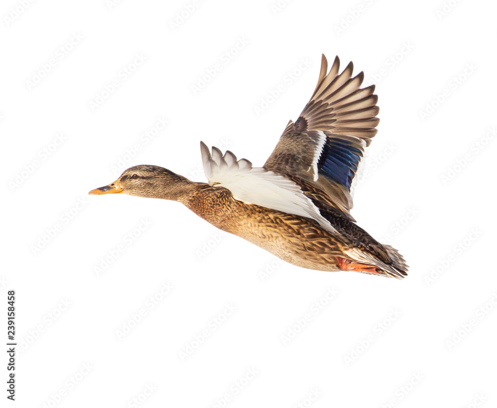 Duck in flight isolated on white background Duck in flight isolated on white background