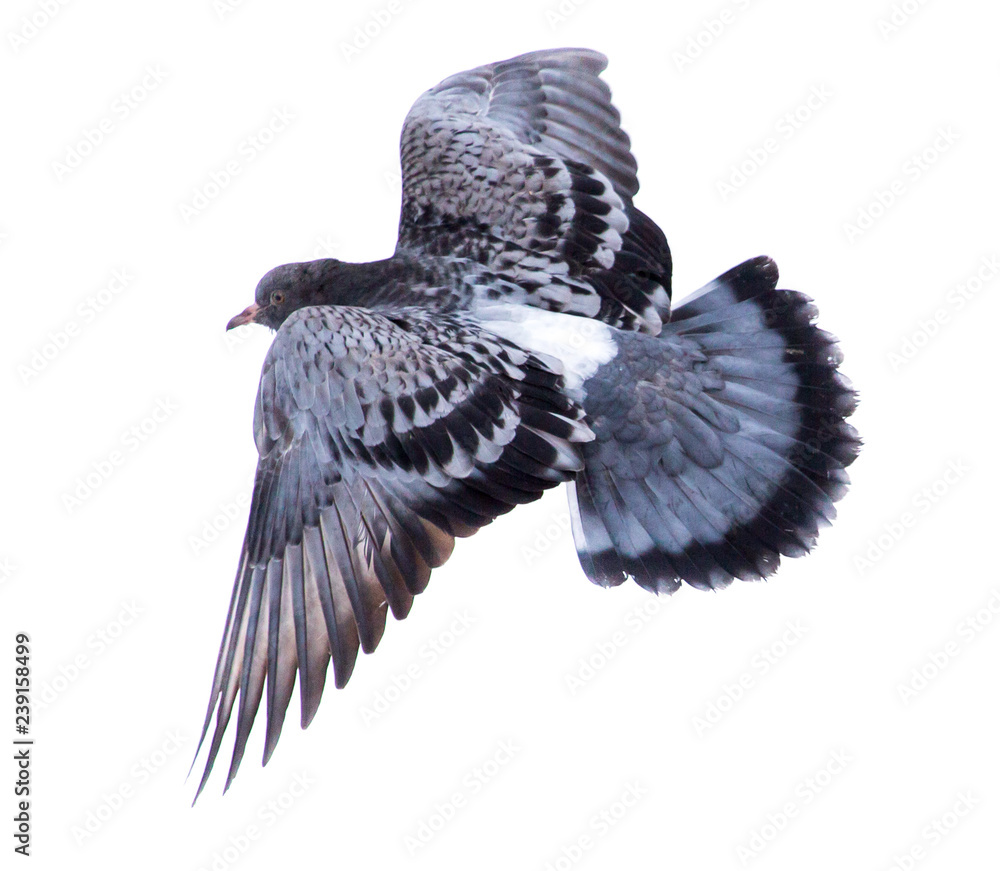 Obraz premium Dove in flight isolated on white background