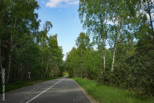 Fotografi Landscape with the road to the Curonian spit, Kaliningrad region.