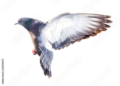 Dove in flight isolated on white background