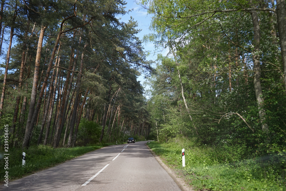 Fototapeta premium Landscape with the road to the Curonian spit, Kaliningrad region.