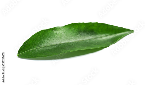 Fresh green tangerine leaf on white background