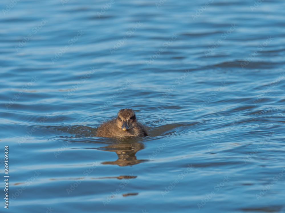 Fototapeta premium Eider Duck Chick ( Somateria mollissima ). Farne islands.