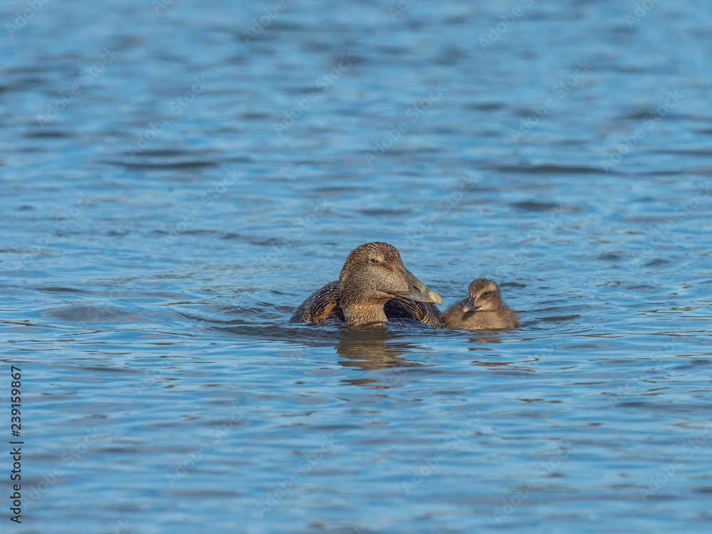 Fototapeta premium Eider Duck ( Somateria mollissima )