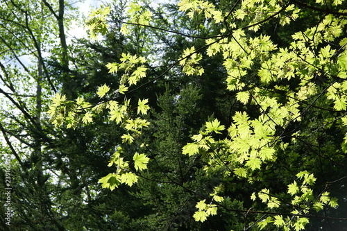 green leaves of a tree in spring