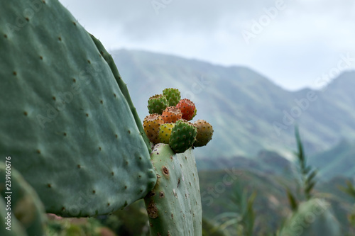 Mountain landscape in the background of cactus.