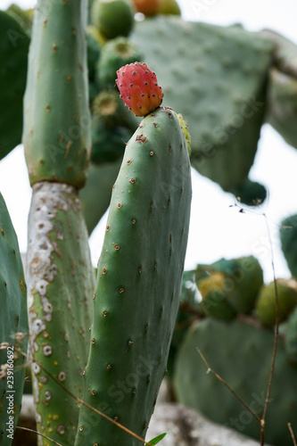 Mountain landscape in the background of cactus.