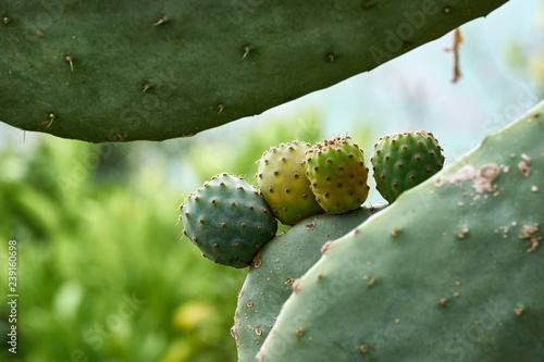 Mountain landscape in the background of cactus.