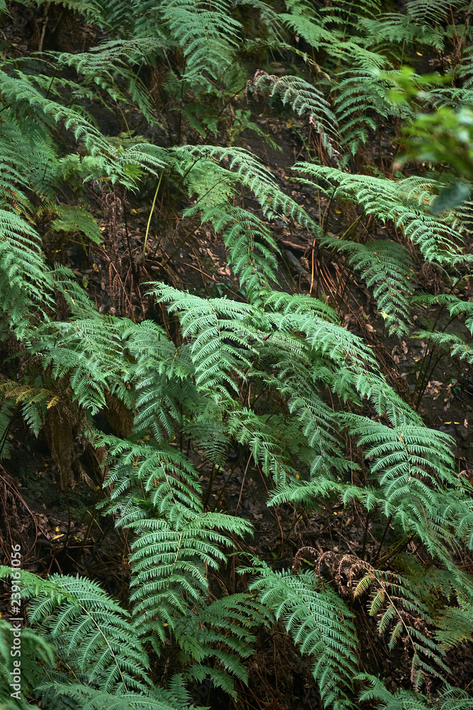 Beautiful forest on a rainy day.Hiking trail. Anaga Rural Park - ancient forest on Tenerife, Canary Islands. Beautiful forest on a rainy day.Hiking trail. Anaga Rural Park - ancient forest on Tenerife, Canary Islands.