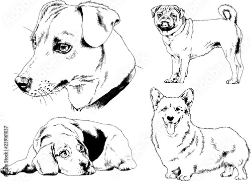 vector drawings sketches pedigree dogs in the racks drawn in ink by hand , objects with no background