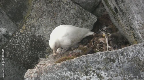 female and downy chick snowy sheathbill sitting on a rock shelf where there is a socket