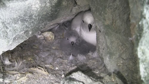 female snow petrel and downy chick who sit in the nest among the rocks