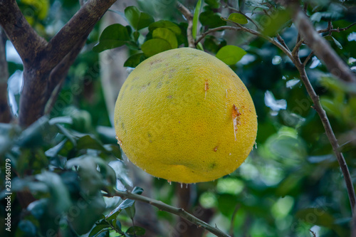 grapefruit in garden