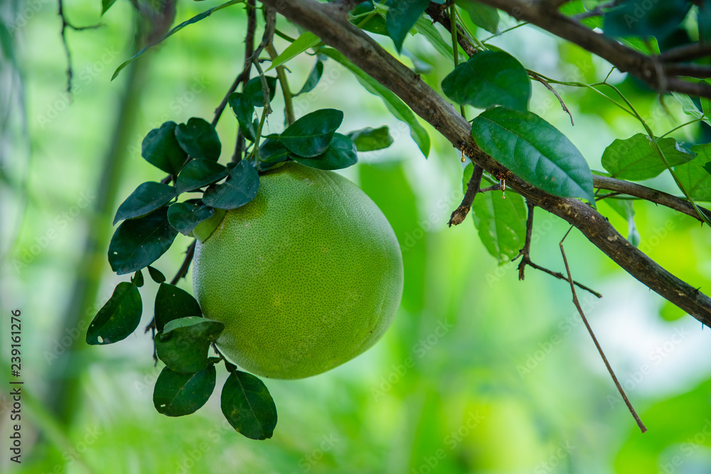 grapefruit in garden grapefruit in garden