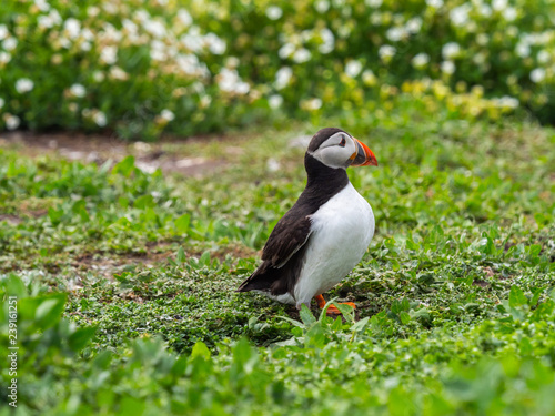 Atlantic puffin  Fratercula arctica   common puffin on Farne Island