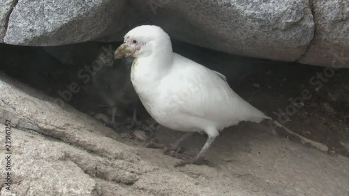 snowy sheathbill female and downy chick near the nest among the rocks of the Antarctic island