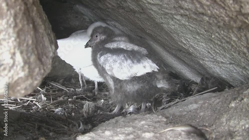 molting chick and female snowy sheathbill passing among the rocks near the nest