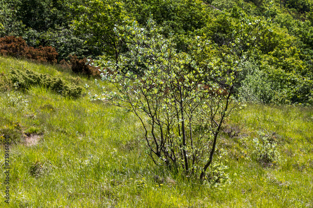 Fiori e piante dell'Appennino Ligure Fiori e piante dell'Appennino Ligure