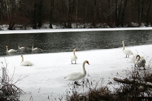 Group of adult Mute swans (Cygnus olor) on frozen lake. Krynica Reservoir, Minsk, Belarus