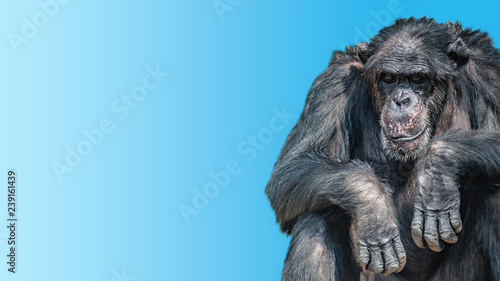 Fotografia Portrait of depressed and tired old Chimpanzee at smooth background, closeup, de