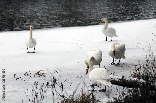 Group of adult Mute swans (Cygnus olor) on frozen lake. Krynica Reservoir, Minsk, Belarus
