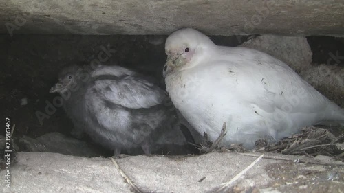 female plover and molting chick near the nest among the rocks of the Antarctic island