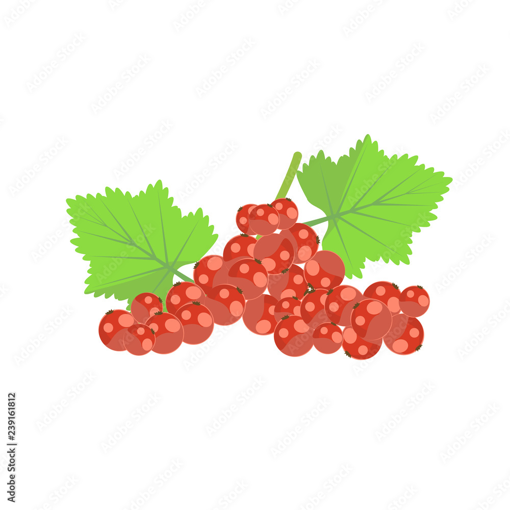 illustration of RED CURRANT berries illustration of RED CURRANT berries