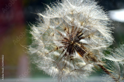 Fototapeta Naklejka Na Ścianę i Meble -  Samen an einer Pusteblume