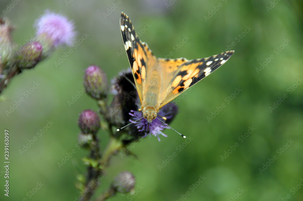 butterfly on a flower butterfly on a flower